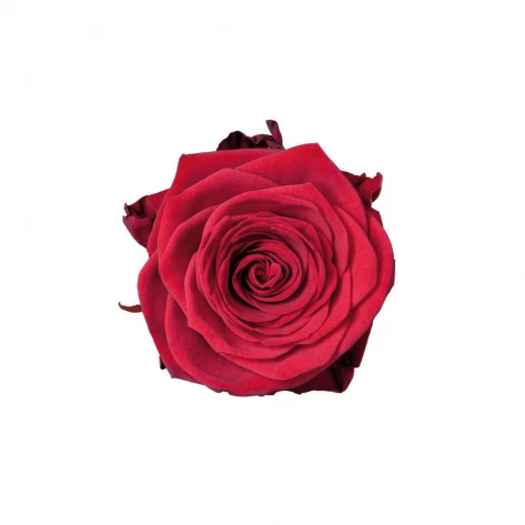 Цветы - Роза - Red Naomi