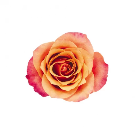 Цветы - Роза - Espana