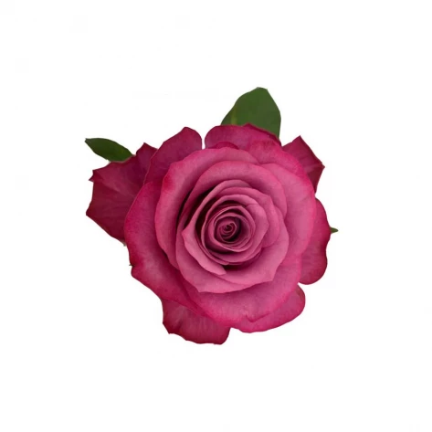Цветы - Роза - Prince of Persia
