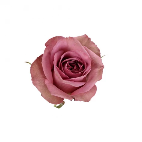 Цветы - Роза - Montmartre
