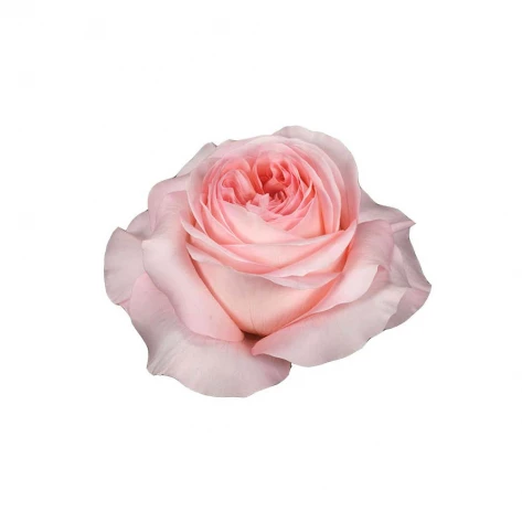 Цветы - Роза - London Eye