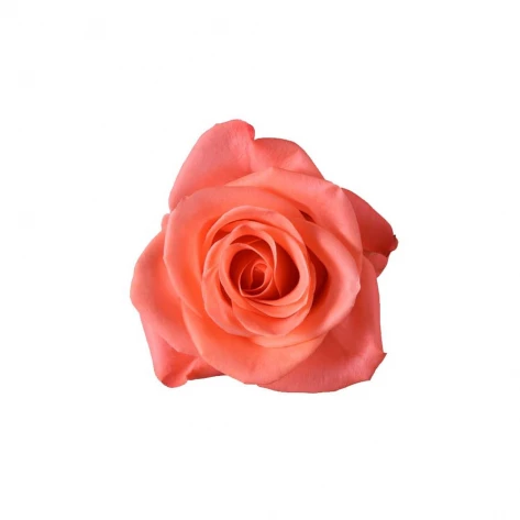 Цветы - Роза - Wow