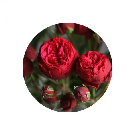 Цветы - Роза - Piano