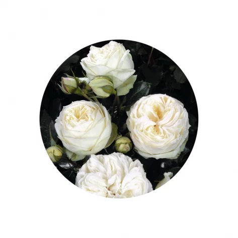 Цветы - Роза - Wedding Piano