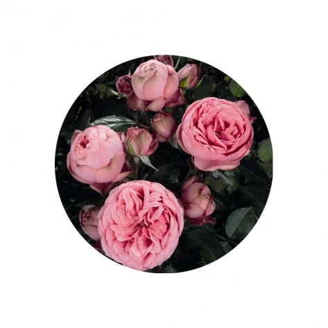 Цветы - Роза - Happy Piano