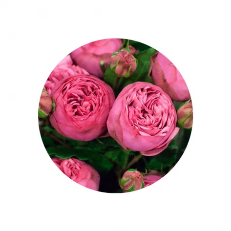 Цветы - Роза - Pink Piano