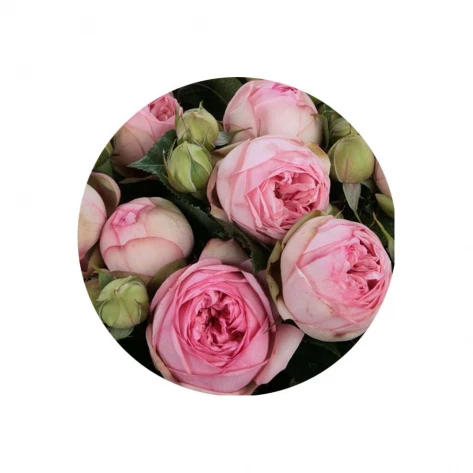 Цветы - Роза - Charming Piano