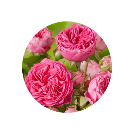 Цветы - Роза - Candy Rokoko