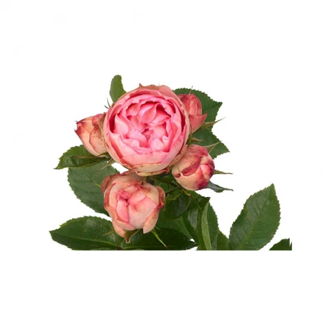Цветы - Роза - Lovely Rokoko
