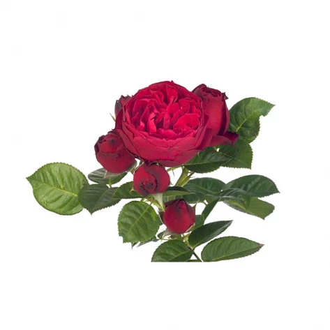 Цветы - Роза - Royal Piano