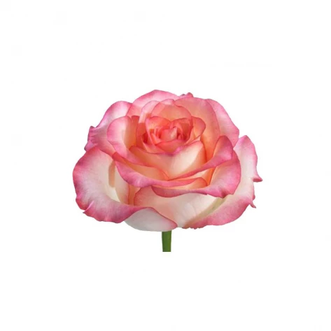 Цветы - Роза - Jumilia
