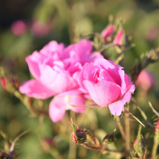 Efir yağlar - Rosa Damascena