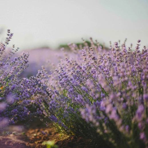 Efir yağlar - Lavender Augustofolia