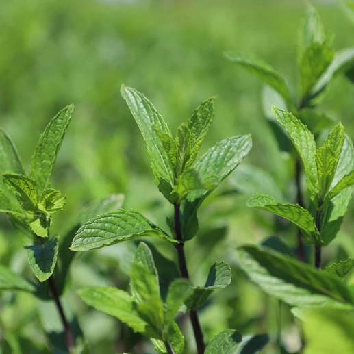 Essential oils - Mentha Piperita Farm