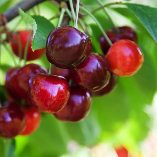 Fruits - Cherry - Lory Strong