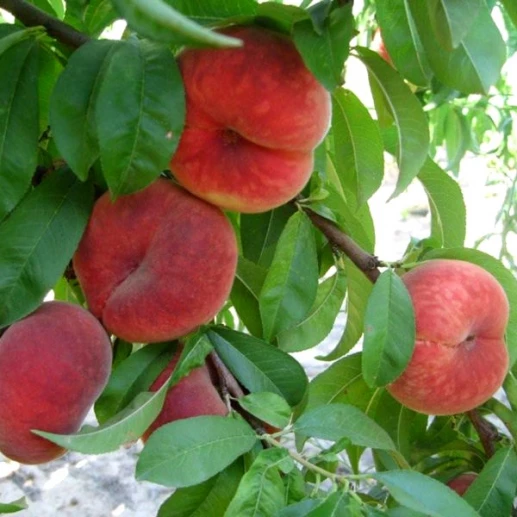 Fruits - Peach - Plane Delicious