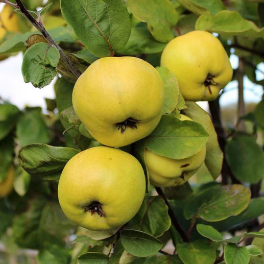 Fruits - Quince - Eshme