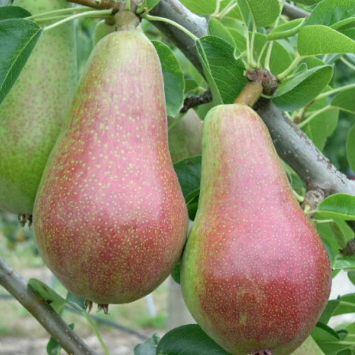 Fruits - Pear - Turandot