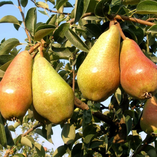 Fruits - Pear - Carmen