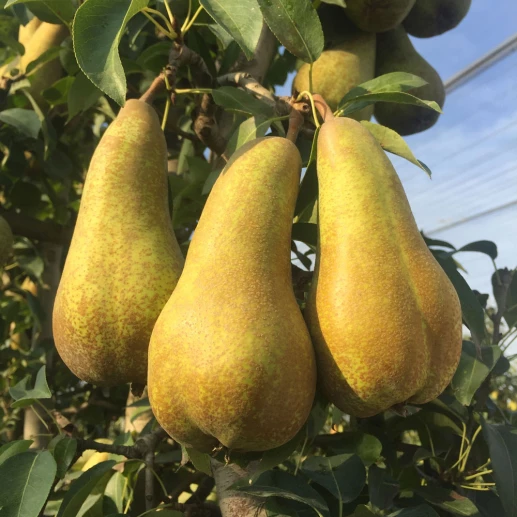 Fruits - Pear - Abate