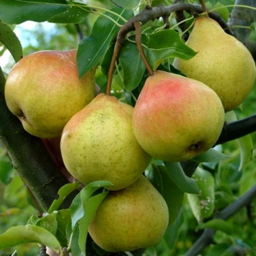 Fruits - Pear - Etrushka