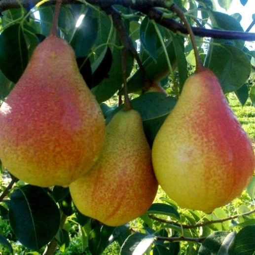 Fruits - Pear - Meshe gozeli (Beauty of the forest)