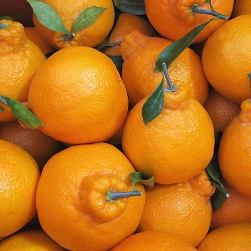 Fruits - Mandarin - Hallabong