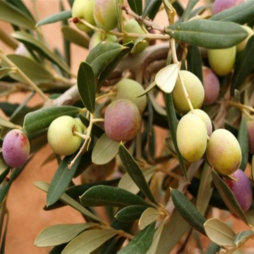 Seedlings and rootstocks - Arbasona - Olive variety