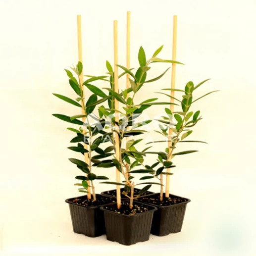 Seedlings and rootstocks - Coratina - Olive variety