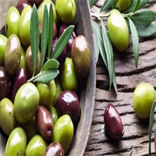 Seedlings and rootstocks - Picual - Olive variety