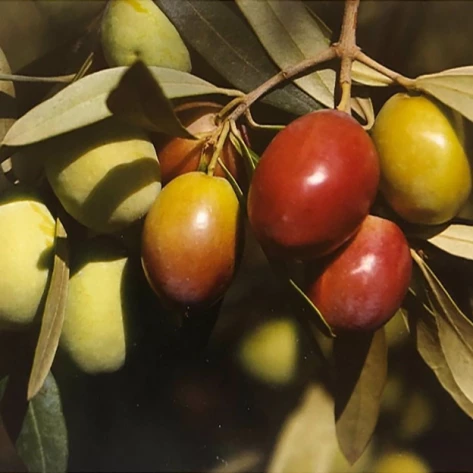 Саженцы и подвои - Cayon - Сорт оливок