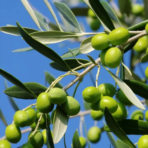 Seedlings and rootstocks - Picholine Languedoc - Olive variety