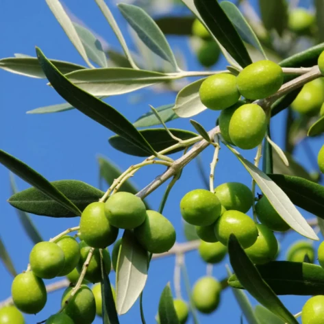Саженцы и подвои - Picholine Languedoc - Сорт оливок