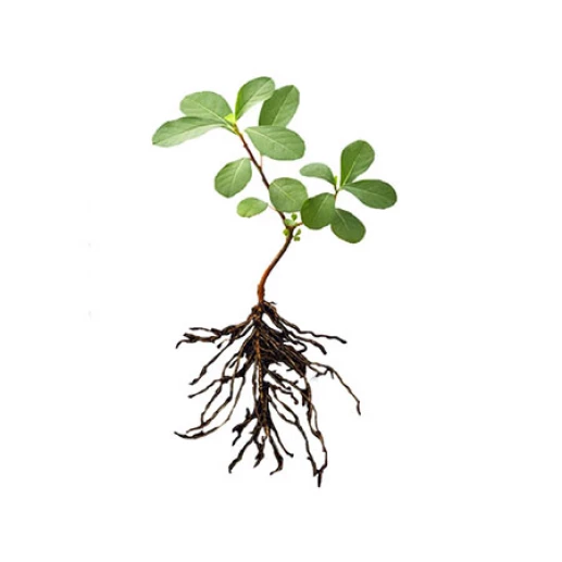 Seedlings and rootstocks - Myrobolan 29 C - Plum rootstock